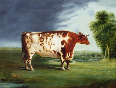 Un Taureau Primé, Possiblement un Durham Shorthorn, vers 1820 - English School